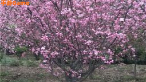 樱花树红色